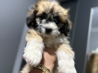Maltipoo bebek yavrular