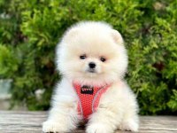 Safkan Pomeranian Boo Köpekler