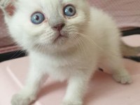Blue point british longhair