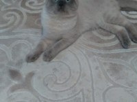 Yetişkin scottish fold cins temiz