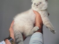 Scottish Fold
