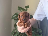 Toy poodle için güvenilir tek adres