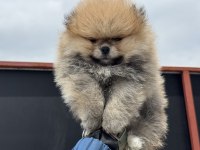 Petmode köpek çiftliğinden tea cup teddy pomeranian