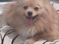 Uygun puana sahiplendirilecek pomeranian boo