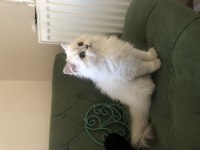 British longhair kedimizi sahiplendirme