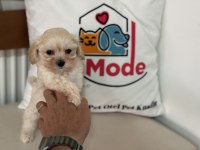 Petmode köpek çiftliğinden tea cup maltipoo