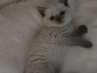 Masmavi gözler ÇOK AKILLI YAVRU