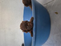 10 Güne Teslim Kore Anne Babadan Safkan KORE Poodle BEBEKLER