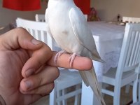 Sevimli Kırmızı Göz Albino Sultan Papağanı