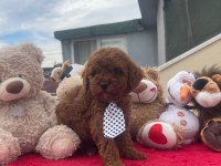 KG GARANTİLİ POODLE YAVRULAR