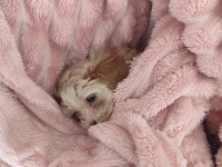 Kg garantili Maltipoo