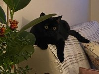 ücretsiz british shorthair