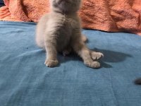 1,5 aylık kulaksız Scottish fold