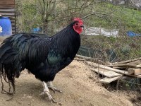 A KALİTE AUSTRALORP VE SILVER WYANDOTTE HOROZLAR