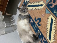 Kedimiz Yeni Yuvasını Arıyor