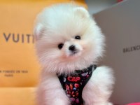Sevimli Pomeranian Boo Yavrularımız