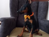 IRK GARANTİLİ DOBERMAN YAVRULAR