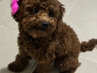 Red brown poodle kızımız