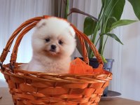 Beyaz Pomeranian Boo Yavrularımız