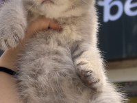 Erkek British Shorthair Bebekler