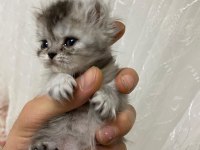 Chinchilla yavrumuz 40 günlük