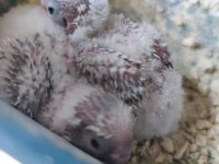 Jumbo boy Bebek jako papağanı
