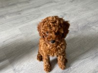 Toy Poodle Orjinal Yavrular