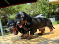 Sağlıklı Dachshund Yavrular