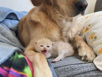 Çok acil sahiplenmek istiyorum golden retriever