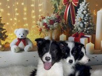 Muhteşem border collie bebekler