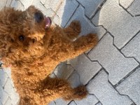 Satılık toy poodle