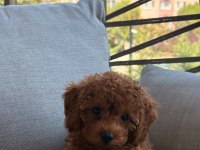 DÜNYALAR TATLISI TOYPODELL KIZIMIZ 