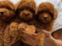 Poodle Yavrular