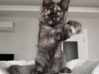Maine Coon dişi black tortie pet şecereli