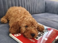 Poodle 2 Numara