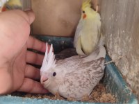 Özel olarak yetiştirildi ısırması yok elden