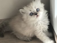 Longhair dişi ve erkek yavru kedilerimiz