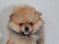 Show kalite pomeranian boo