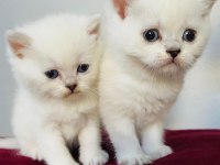 British Longhair Beyaz Yavru