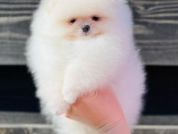 TEDDY BEAR BOO YAVRULAR TAKSİTLE HERYERE GÖNDERİLİR