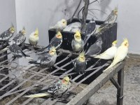 Her Tür Yavru Yetişkin Sultan Papağanı
