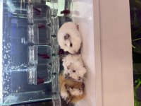 GİNEPİG YAVRULARI CİTYPETSHOP