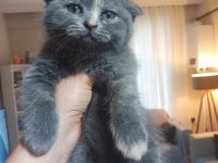 İran Blue Point kırması melez kedimiz