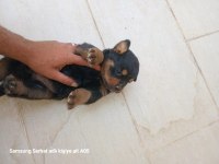 Saf alman rottweiler