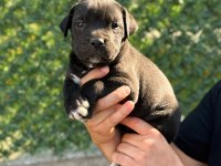 Teslime Hazır Siyah Cane Corso Yavrular