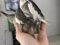 Vanilya PetStoredan Bebek Sultan Papağanları