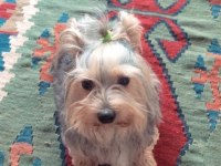 Saf Kan Yorkshire Terrier
