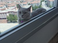 Dört Aylık Çipli Kedimiz