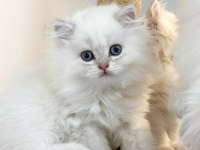 British longhair pamuk sekerler
