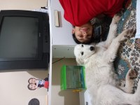 Ücretsiz sahiplendirme köpeğimiz